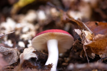 Russula emetica mushroom or vomiting russula with red cap on the forest ground 