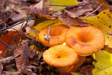 Luminous funnel mushroom Omphalotus olearius growing in groups on or around the base of tree trunks, stumps