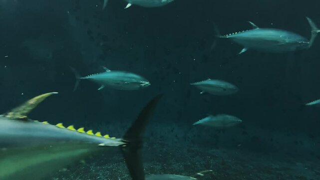 水槽内を回遊するクロマグロの群れ