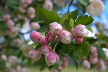 Crabapple blossoms
