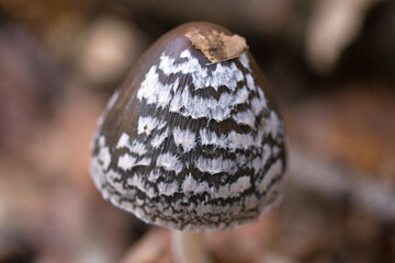 Magpie Inkcaps mushroom in the forest