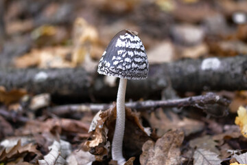 Magpie Inkcaps mushroom in the forest
