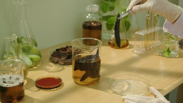 This modern lab video features a scientist picking individual black locusts from a beaker and placing them into an empty petri dish, surrounded by glassware containing herbs and experimental fluids.