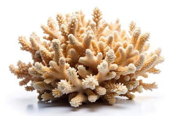 white background with a cluster of coral formations and slimy tendrils, underwater scenery, sea anemone, coral ecosystem