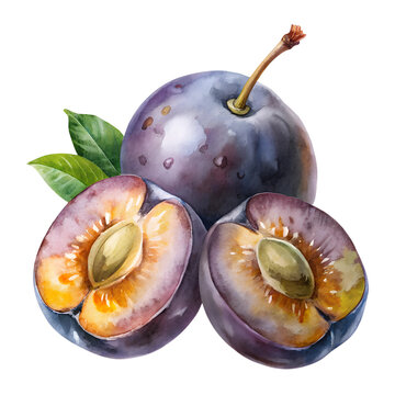 watercolor plums, whole and halved clip art preview