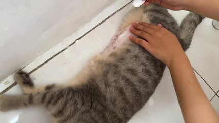 Female cat has just undergone sterilization or spaying surgery