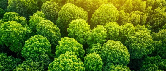 Lush green treetops reflecting sunlight in a vibrant forest ecosystem, showcasing nature's beauty and diversity.