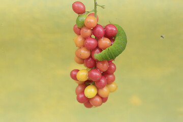 A green caterpillar is eating bunches of wild plant fruit. This animal likes to eat fruit, flowers and young leaves.
