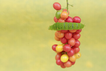 A green caterpillar is eating bunches of wild plant fruit. This animal likes to eat fruit, flowers and young leaves.