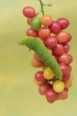 A green caterpillar is eating bunches of wild plant fruit. This animal likes to eat fruit, flowers and young leaves.