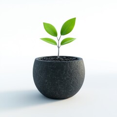 Small green plant in a black pot on white background minimalist concept of growth