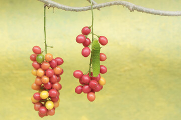 A green caterpillar is eating bunches of wild plant fruit. This animal likes to eat fruit, flowers and young leaves.