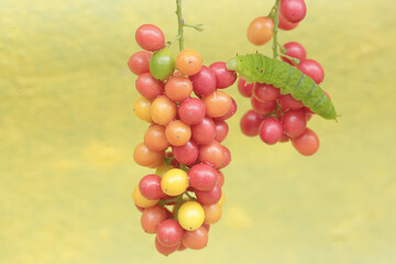 A green caterpillar is eating bunches of wild plant fruit. This animal likes to eat fruit, flowers and young leaves.