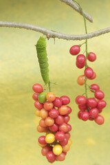 A green caterpillar is eating bunches of wild plant fruit. This animal likes to eat fruit, flowers and young leaves.