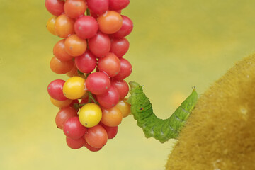 A green caterpillar is eating bunches of wild plant fruit. This animal likes to eat fruit, flowers and young leaves.