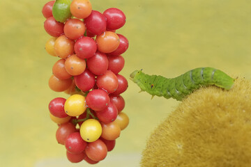 A green caterpillar is eating bunches of wild plant fruit. This animal likes to eat fruit, flowers and young leaves.