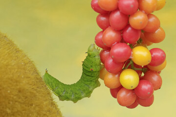 A green caterpillar is eating bunches of wild plant fruit. This animal likes to eat fruit, flowers and young leaves.