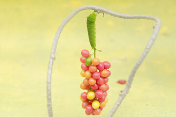 A green caterpillar is eating bunches of wild plant fruit. This animal likes to eat fruit, flowers and young leaves.