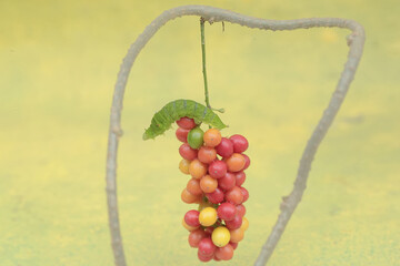 A green caterpillar is eating bunches of wild plant fruit. This animal likes to eat fruit, flowers and young leaves.
