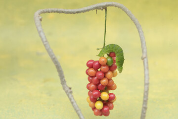 A green caterpillar is eating bunches of wild plant fruit. This animal likes to eat fruit, flowers and young leaves.