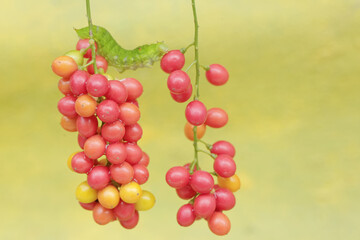 A green caterpillar is eating bunches of wild plant fruit. This animal likes to eat fruit, flowers and young leaves.
