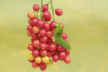 A green caterpillar is eating bunches of wild plant fruit. This animal likes to eat fruit, flowers and young leaves.