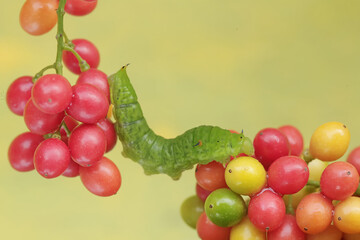 A green caterpillar is eating bunches of wild plant fruit. This animal likes to eat fruit, flowers and young leaves.