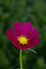 Fototapeta premium purple cosmos blooming in autumn