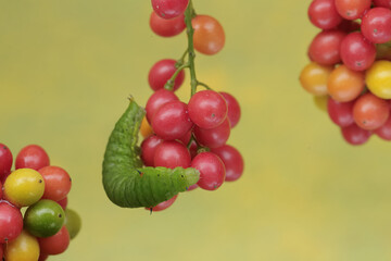 A green caterpillar is eating bunches of wild plant fruit. This animal likes to eat fruit, flowers and young leaves.