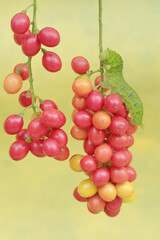 A green caterpillar is eating bunches of wild plant fruit. This animal likes to eat fruit, flowers and young leaves.