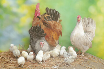 Two hens and a rooster are foraging in a pile of dry grass with their newly hatched chicks. Animals that are cultivated for their meat have the scientific name Gallus gallus domesticus.