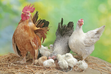 Two hens and a rooster are foraging in a pile of dry grass with their newly hatched chicks. Animals that are cultivated for their meat have the scientific name Gallus gallus domesticus.