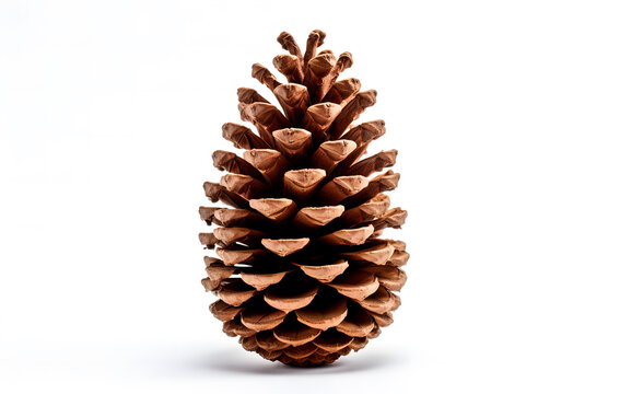 Isolated pine cones on white background with holiday and nature tags.