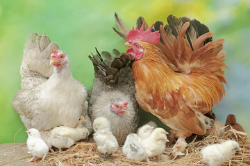 Two hens and a rooster are foraging in a pile of dry grass with their newly hatched chicks. Animals that are cultivated for their meat have the scientific name Gallus gallus domesticus.