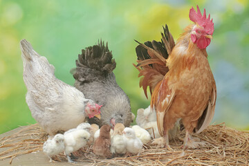 Two hens and a rooster are foraging in a pile of dry grass with their newly hatched chicks. Animals that are cultivated for their meat have the scientific name Gallus gallus domesticus.