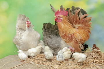 Two hens and a rooster are foraging in a pile of dry grass with their newly hatched chicks. Animals that are cultivated for their meat have the scientific name Gallus gallus domesticus.
