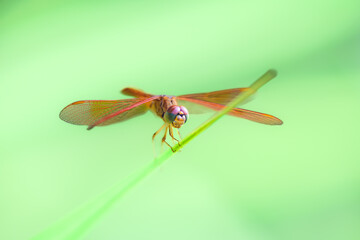 Macro Series : Dragonfly sitting on a leaf in nature