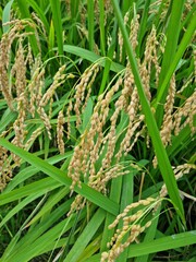 Close up to korea rice seeds in ear of paddy