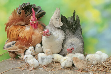Two hens and a rooster are foraging in a pile of dry grass with their newly hatched chicks. Animals that are cultivated for their meat have the scientific name Gallus gallus domesticus.