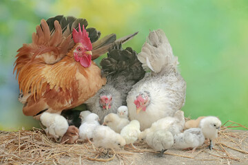 Two hens and a rooster are foraging in a pile of dry grass with their newly hatched chicks. Animals that are cultivated for their meat have the scientific name Gallus gallus domesticus.
