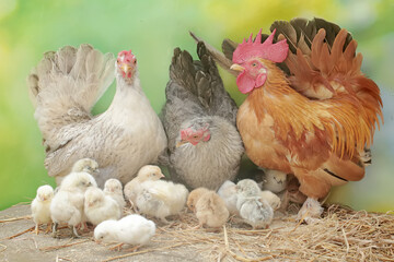 Two hens and a rooster are foraging in a pile of dry grass with their newly hatched chicks. Animals that are cultivated for their meat have the scientific name Gallus gallus domesticus.