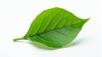 Obraz premium Macro Shoot of a Single Detailed Green Leaf With a Prominent Central Vein and a Network of Smaller Veins Branching Out on clean white Isolated background