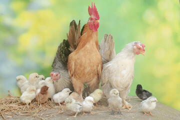 Two hens and a rooster are foraging in a pile of dry grass with their newly hatched chicks. Animals that are cultivated for their meat have the scientific name Gallus gallus domesticus.