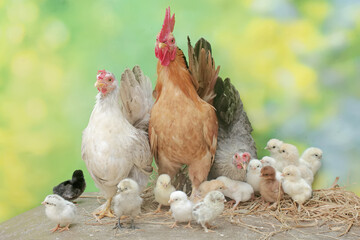 Two hens and a rooster are foraging in a pile of dry grass with their newly hatched chicks. Animals that are cultivated for their meat have the scientific name Gallus gallus domesticus.