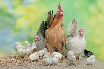 Two hens and a rooster are foraging in a pile of dry grass with their newly hatched chicks. Animals that are cultivated for their meat have the scientific name Gallus gallus domesticus.