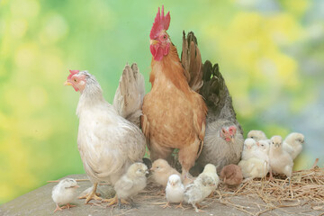 Two hens and a rooster are foraging in a pile of dry grass with their newly hatched chicks. Animals that are cultivated for their meat have the scientific name Gallus gallus domesticus.