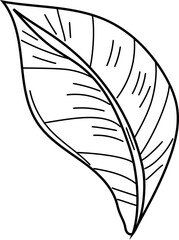 Leaf black and white on white background. Vector illustration.