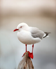 Bird, seagull and wood in nature for wallpaper, break and balance in environment for rest. Fishing animal, natural habitat and outdoor on New Zealand island for freedom, sustainability and peace