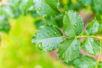 Branch of rose leaves with water drop