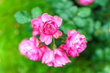 Red and white bicolored rose flowers with raindrops close-up on a green blurred background.